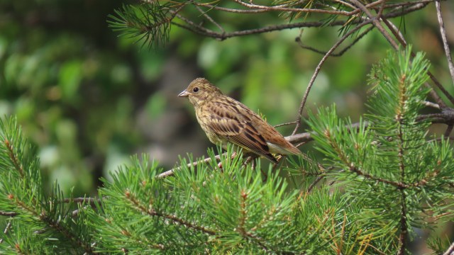 Keltasirkku / Yellowhammer