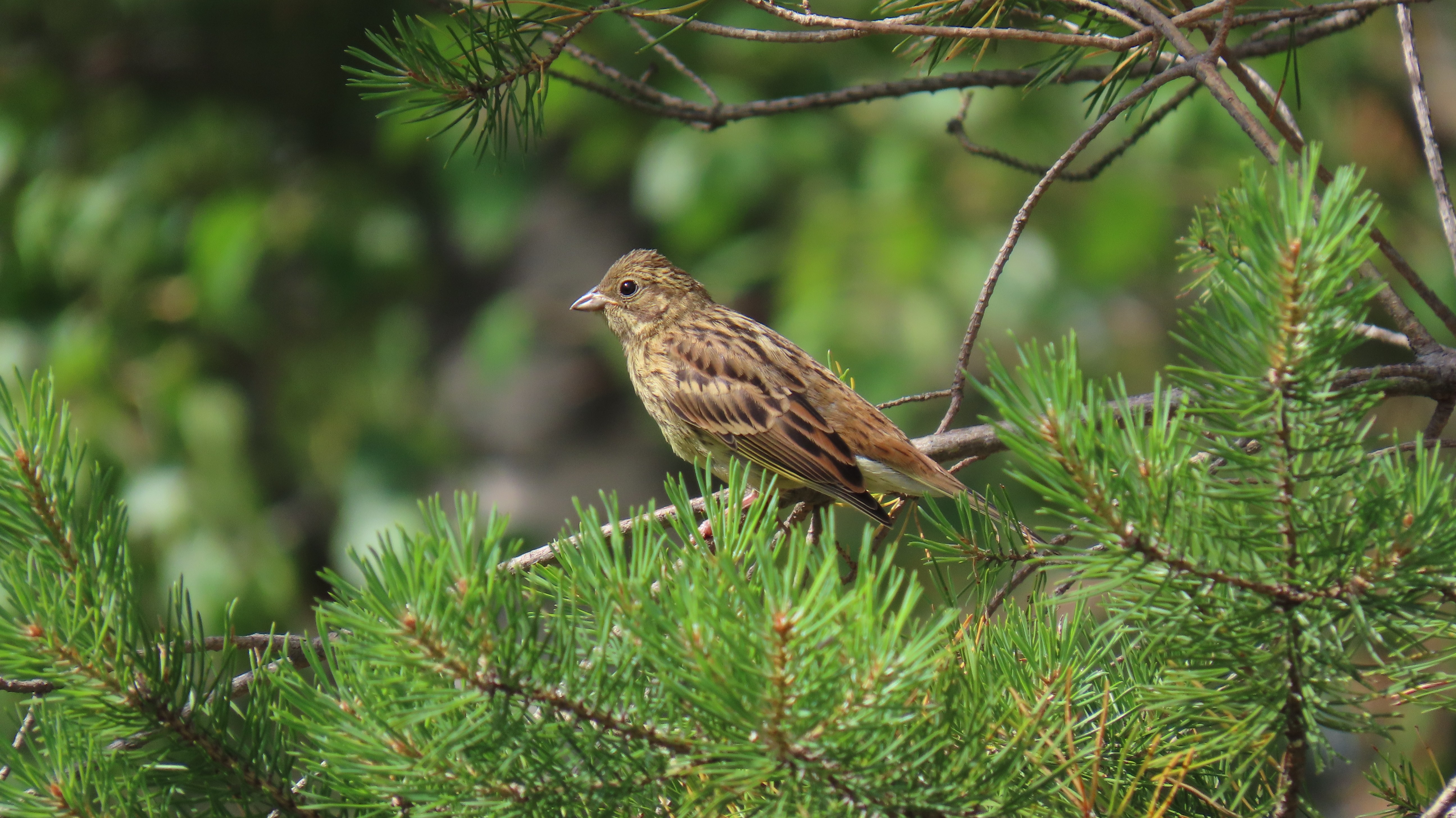 Keltasirkku / Yellowhammer