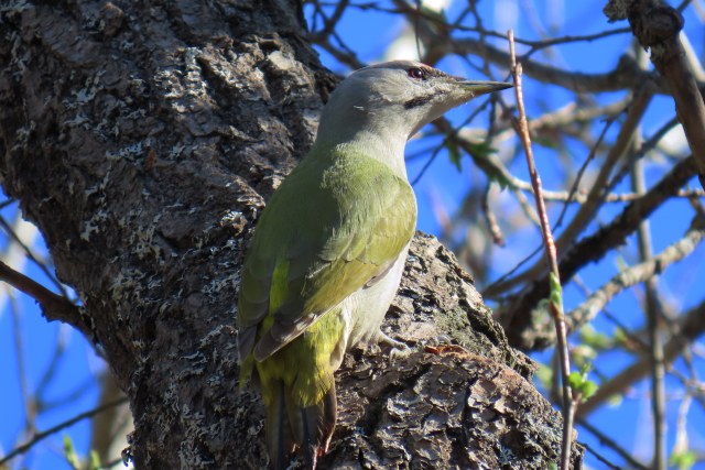Harmaapäätikka / Grey-Headed Woodpecker