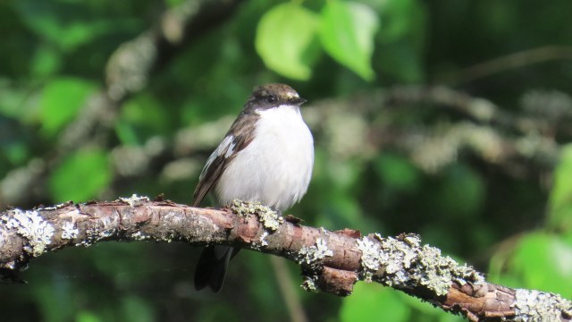 Kirjosieppo / European Pied Flycatcher