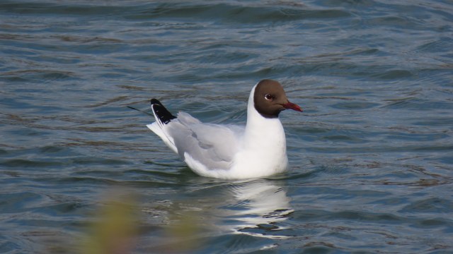 Naurulokki / Black-headed Gull