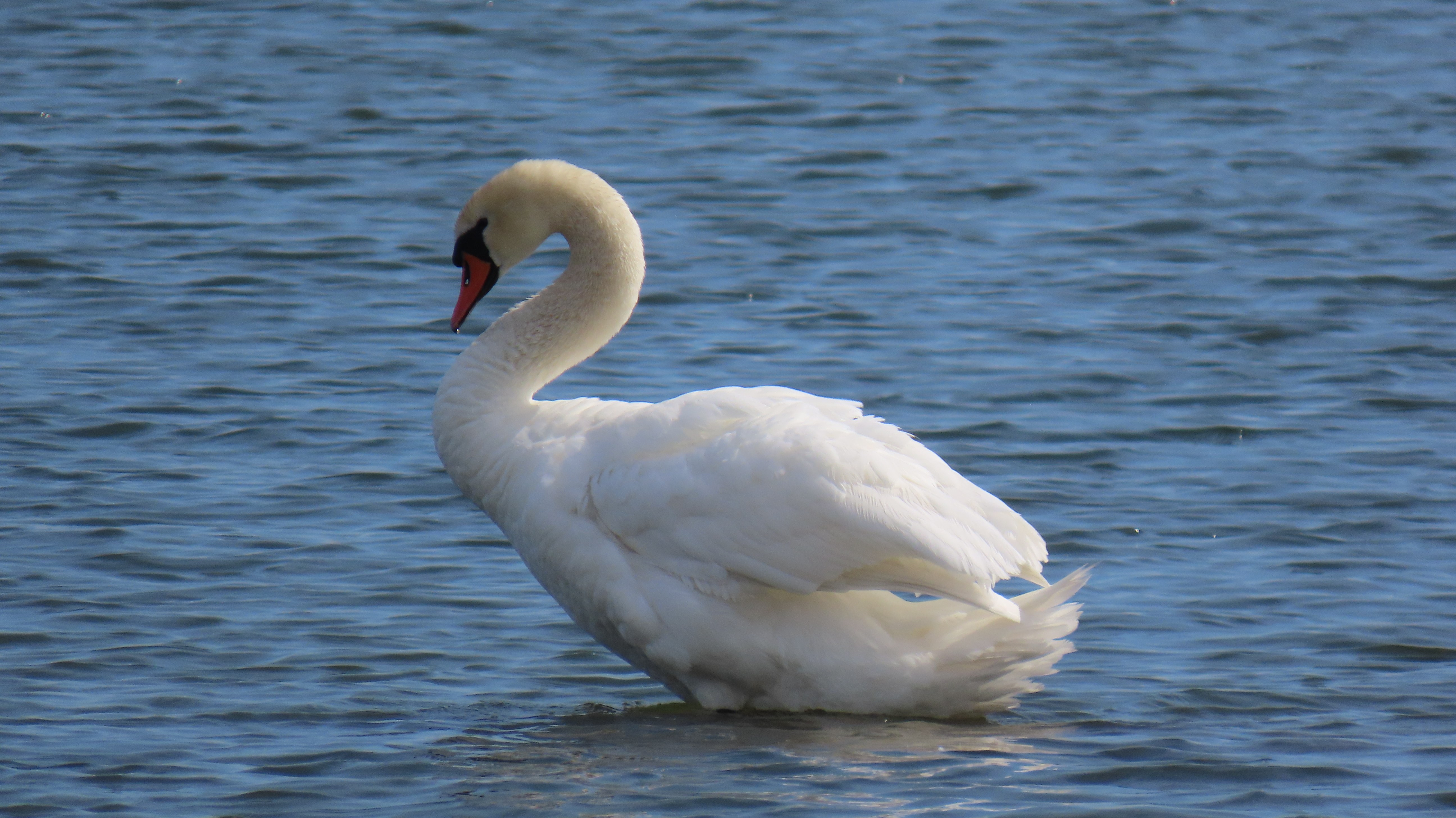 Kyhmyjoutsen / Mute Swan