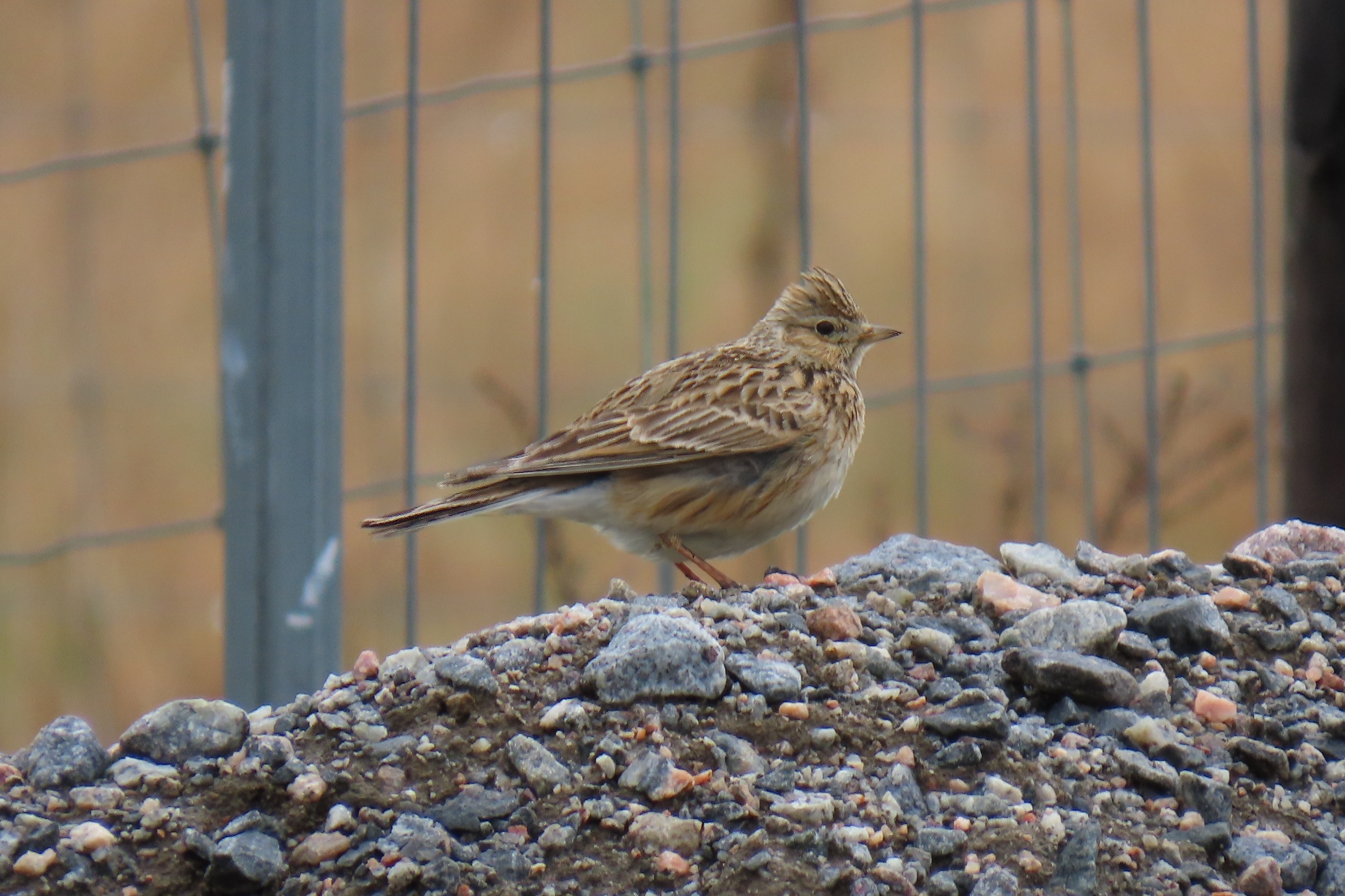 Kiuru / Eurasian Skylark