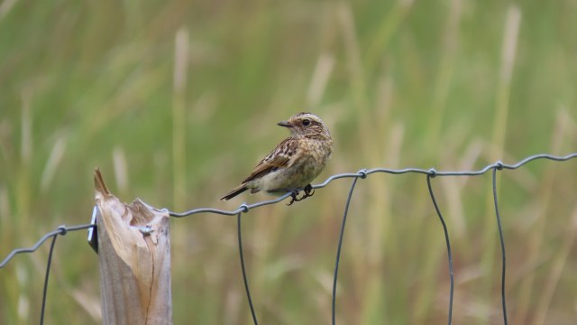 Pensastasku / Whinchat