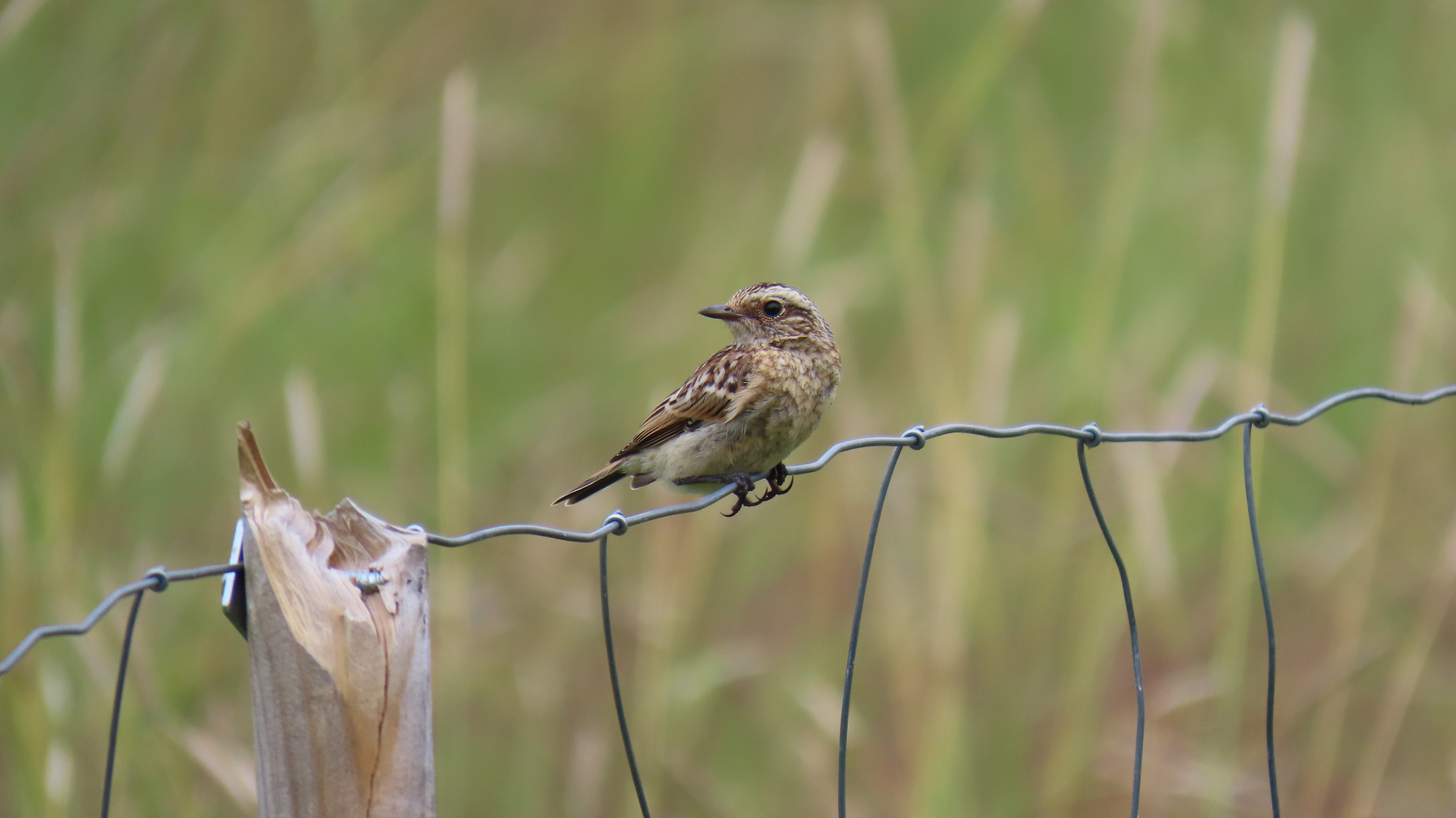 Pensastasku / Whinchat