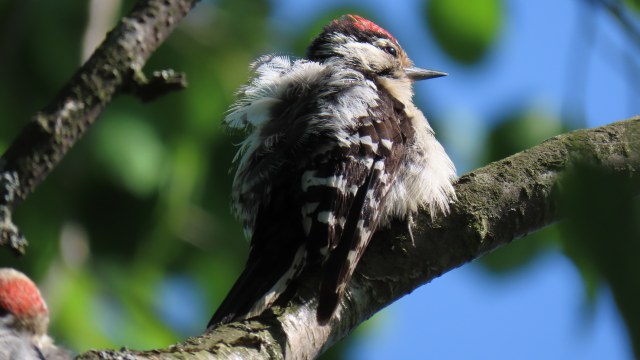 Pikkutikka / Lesser Spotted Woodpecker