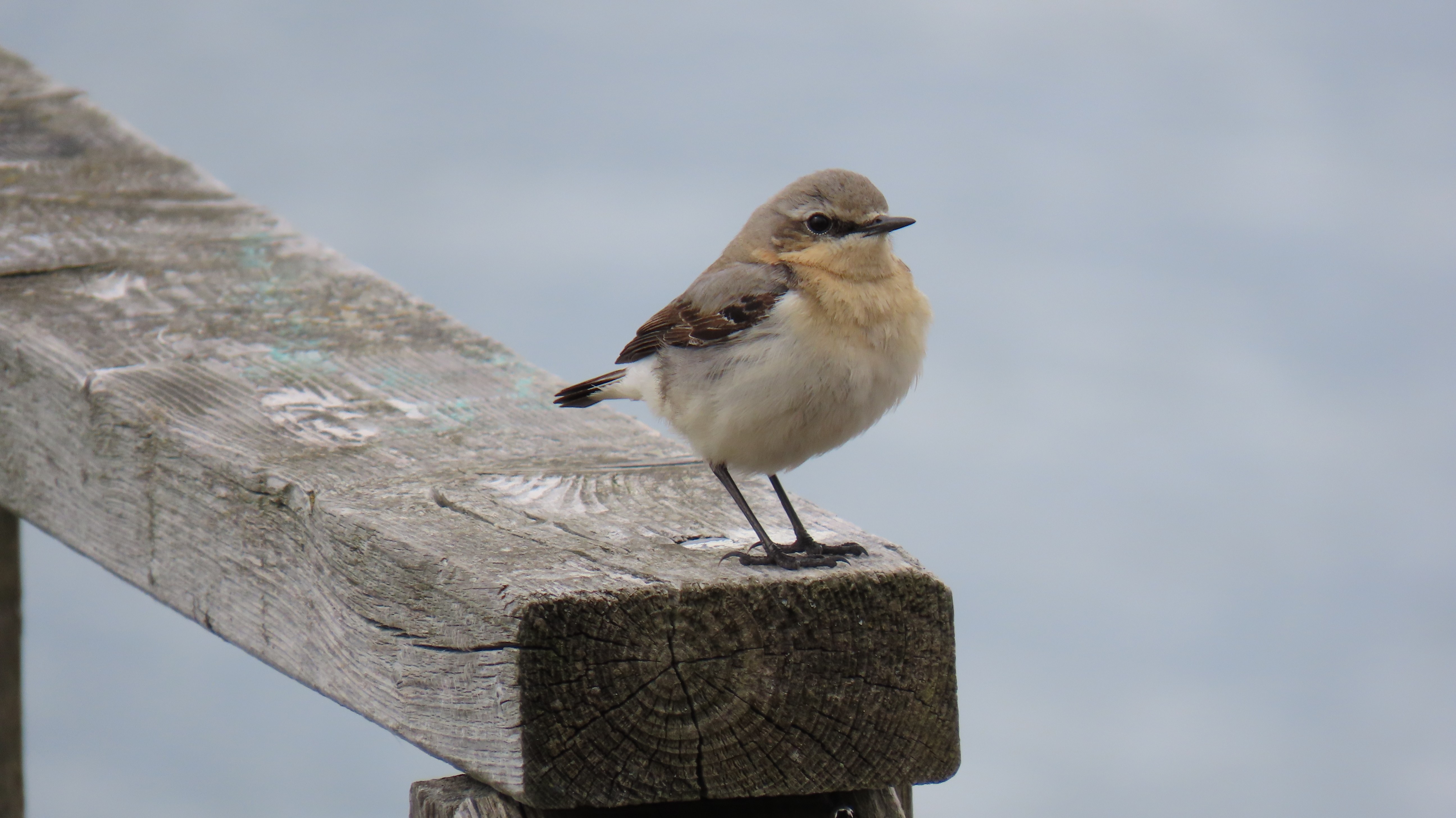 Kivitasku / Northern Wheatear