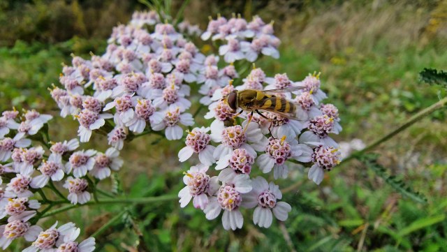 Kukkakärpänen / Hoverfly