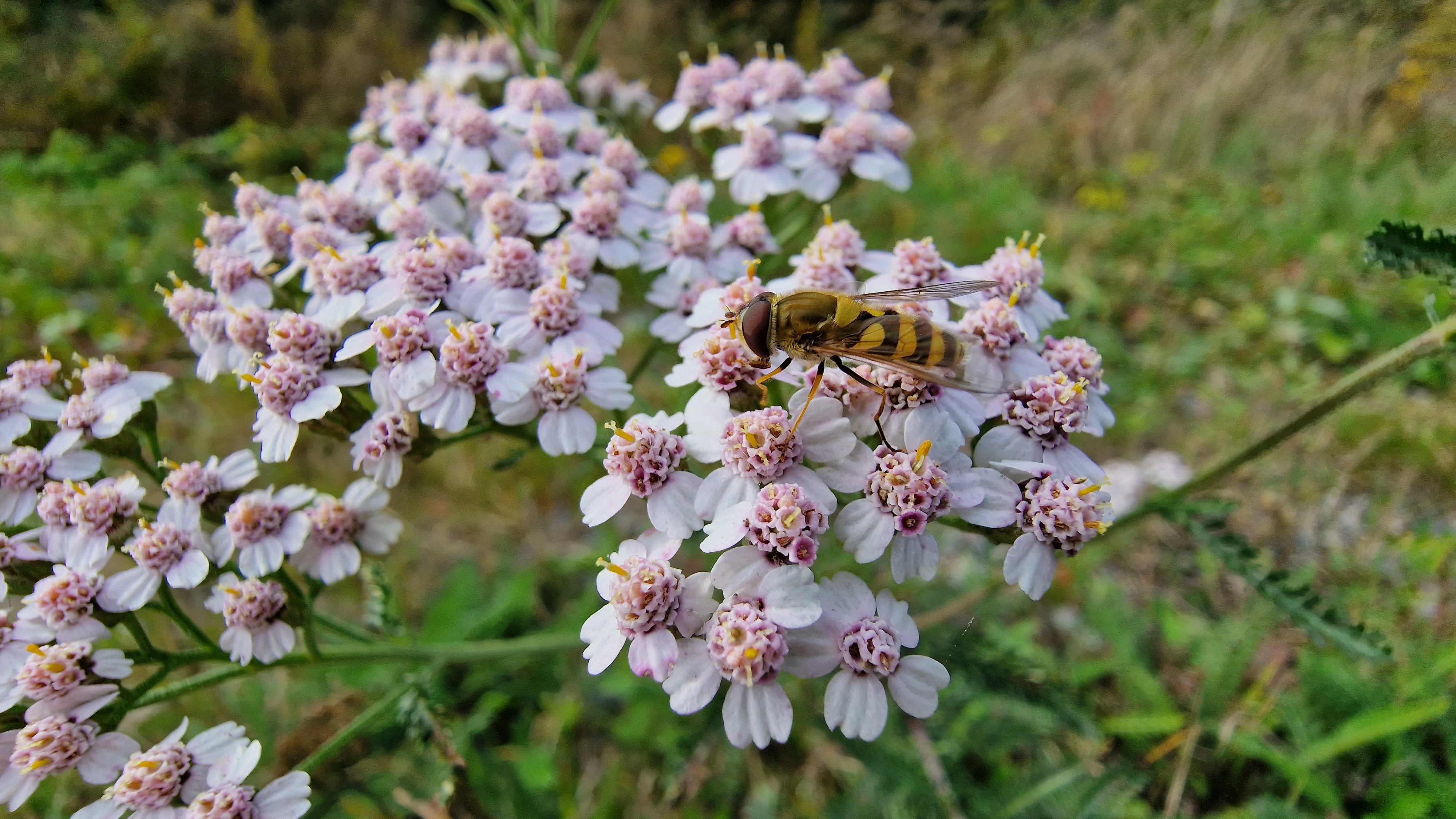 Kukkakärpänen / Hoverfly