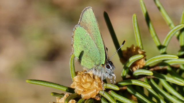 Kangasperhonen / Green Hairstreak
