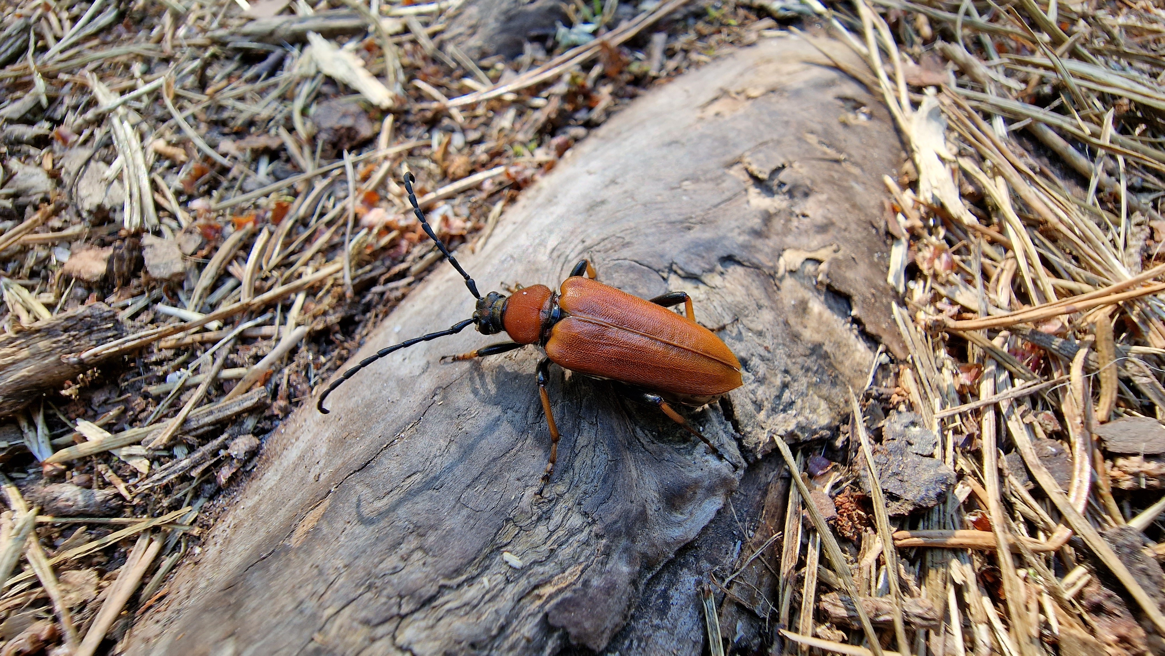 Rusokukkajäärä / Red-brown Longhorn Beetle