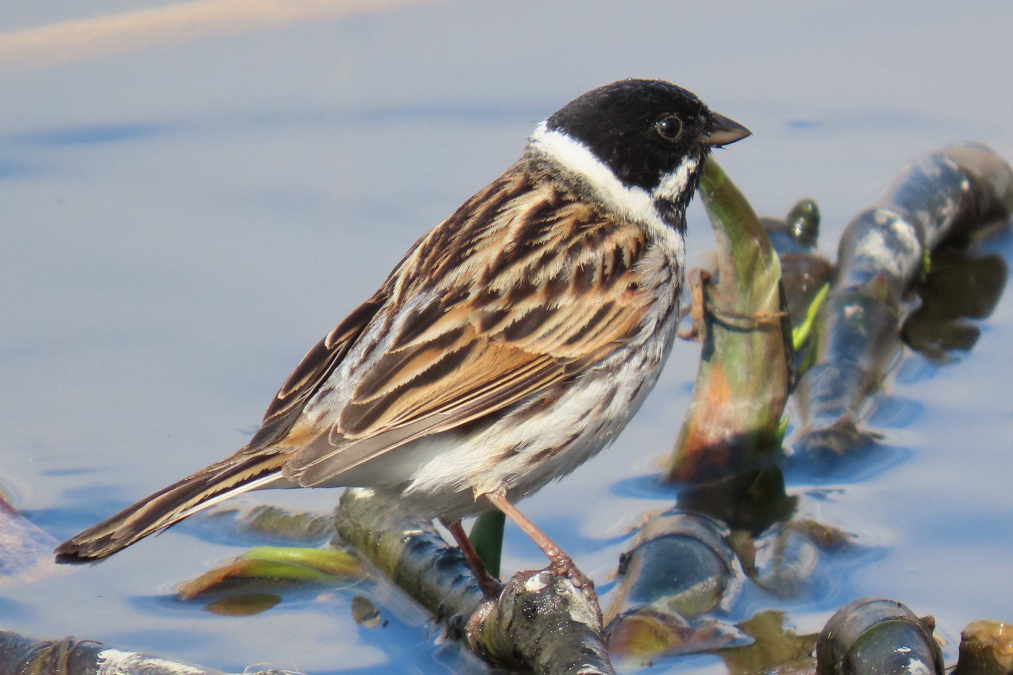 Pajusirkku / Common Reed Bunting