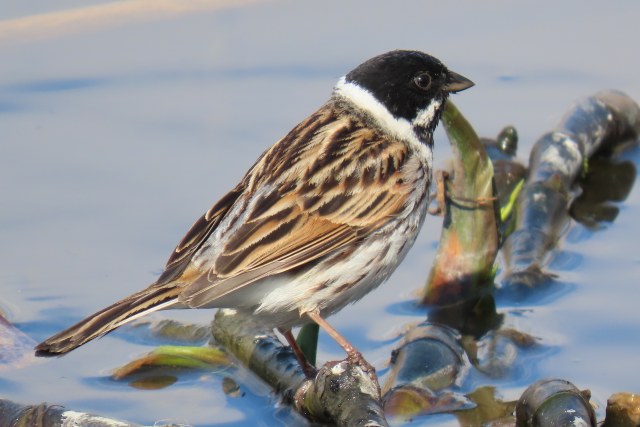 Pajusirkku / Common Reed Bunting