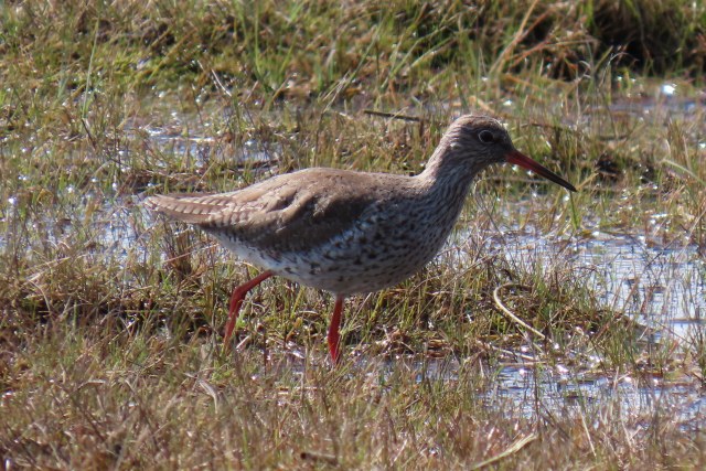 Punajalkaviklo / Common Redshank