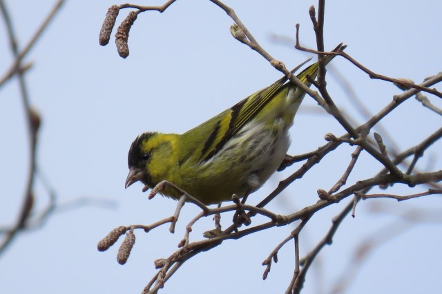 Vihervarpunen / Eurasian Siskin