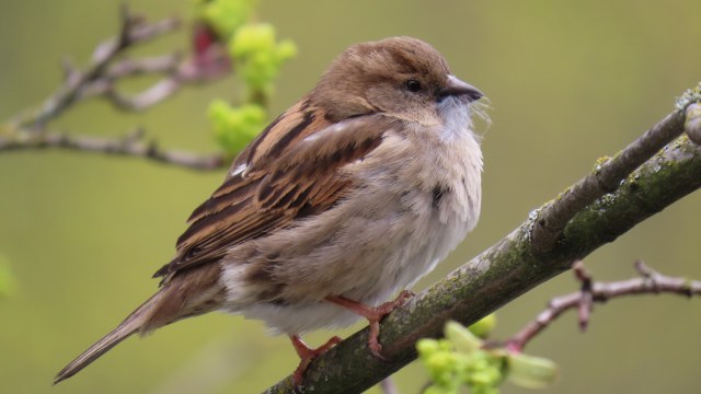 Varpunen / House Sparrow