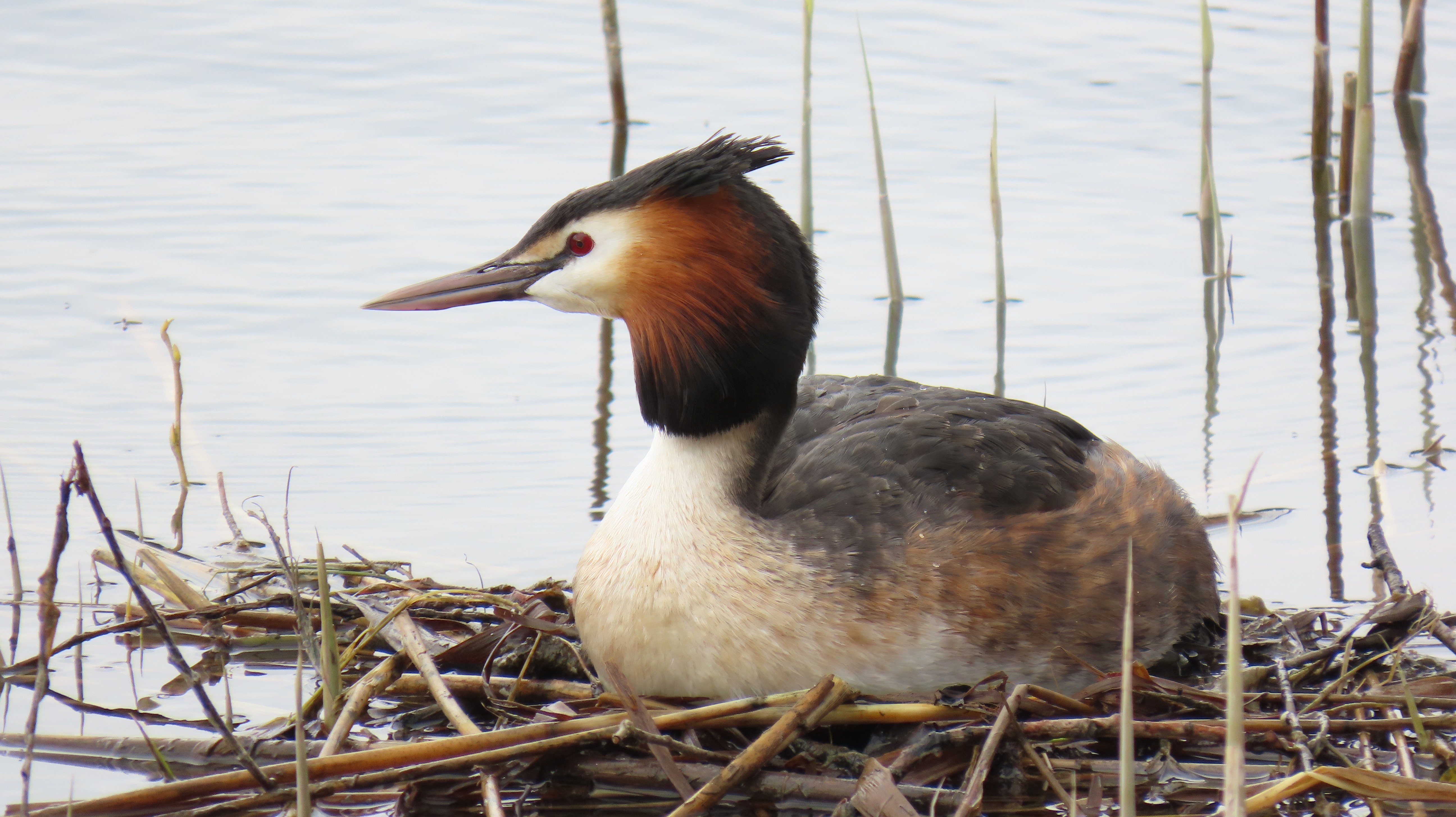 Silkkiuikku / Great Crested Grebe