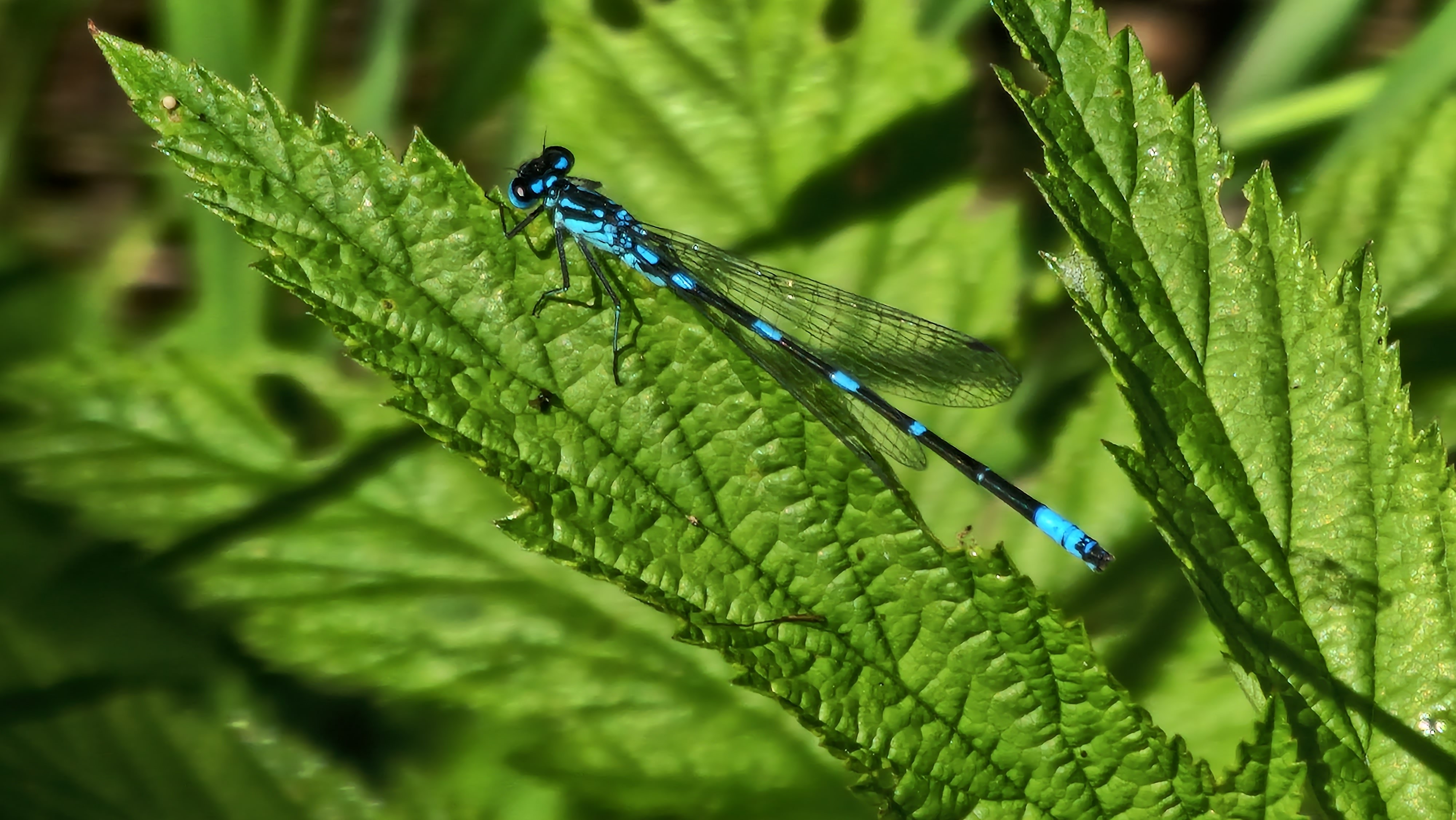 Okatytönkorento / Blue Damselfly