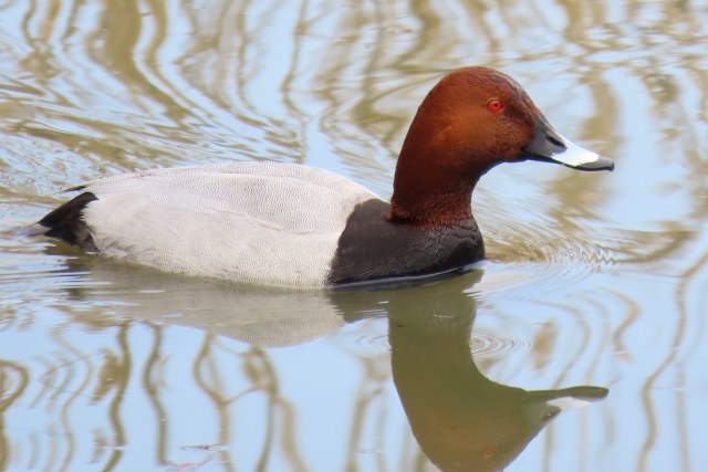 Punasotka / Common Pochard