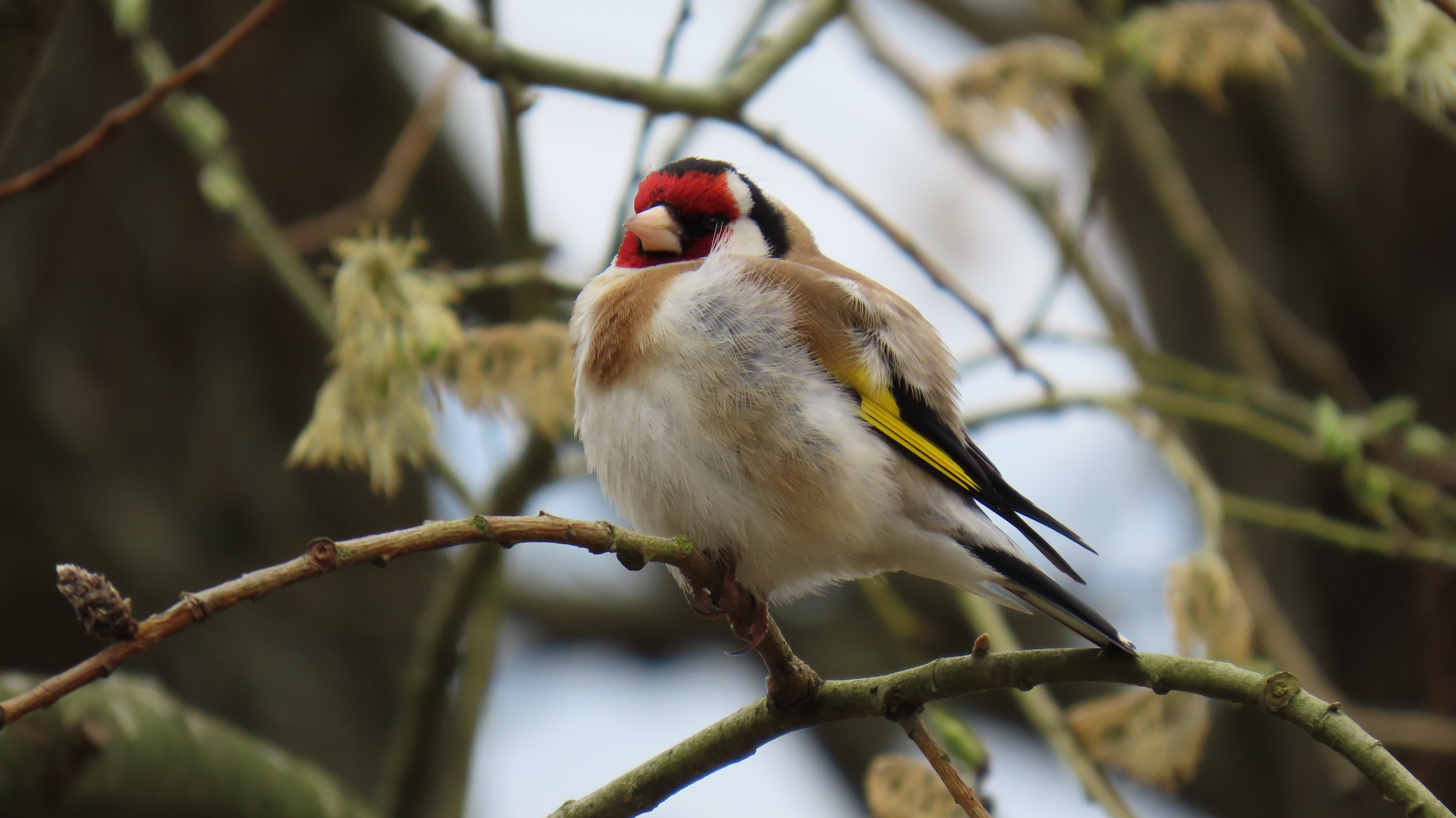 Tikli / European Goldfinch