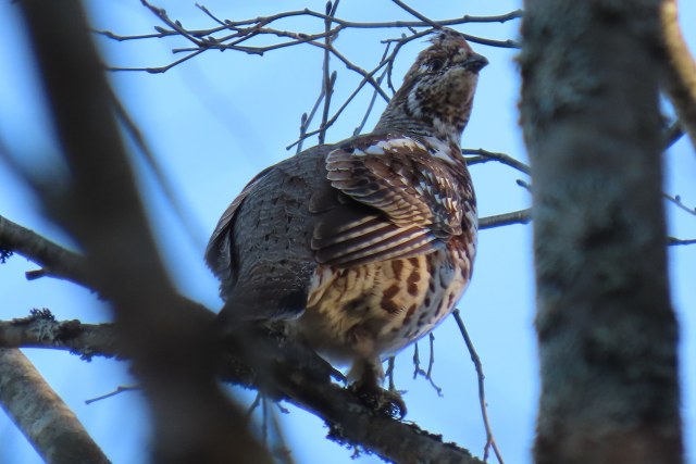 Pyy / Hazel Grouse