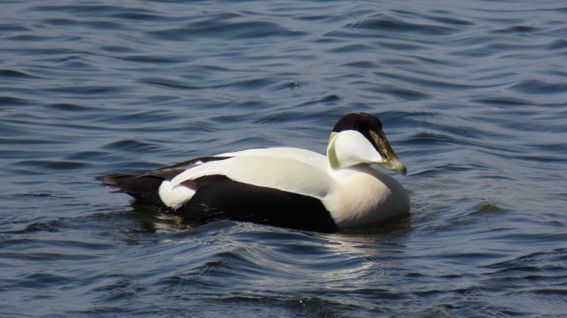 Haahka / Common Eider
