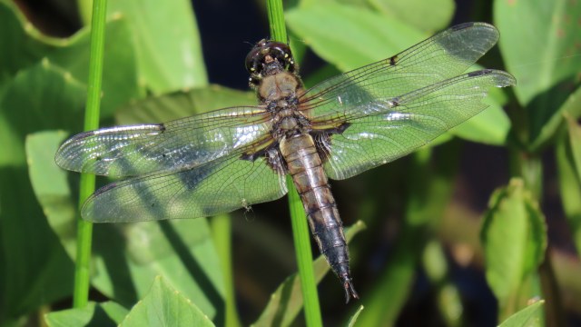 Ruskohukankorento / Four-spotted Chaser