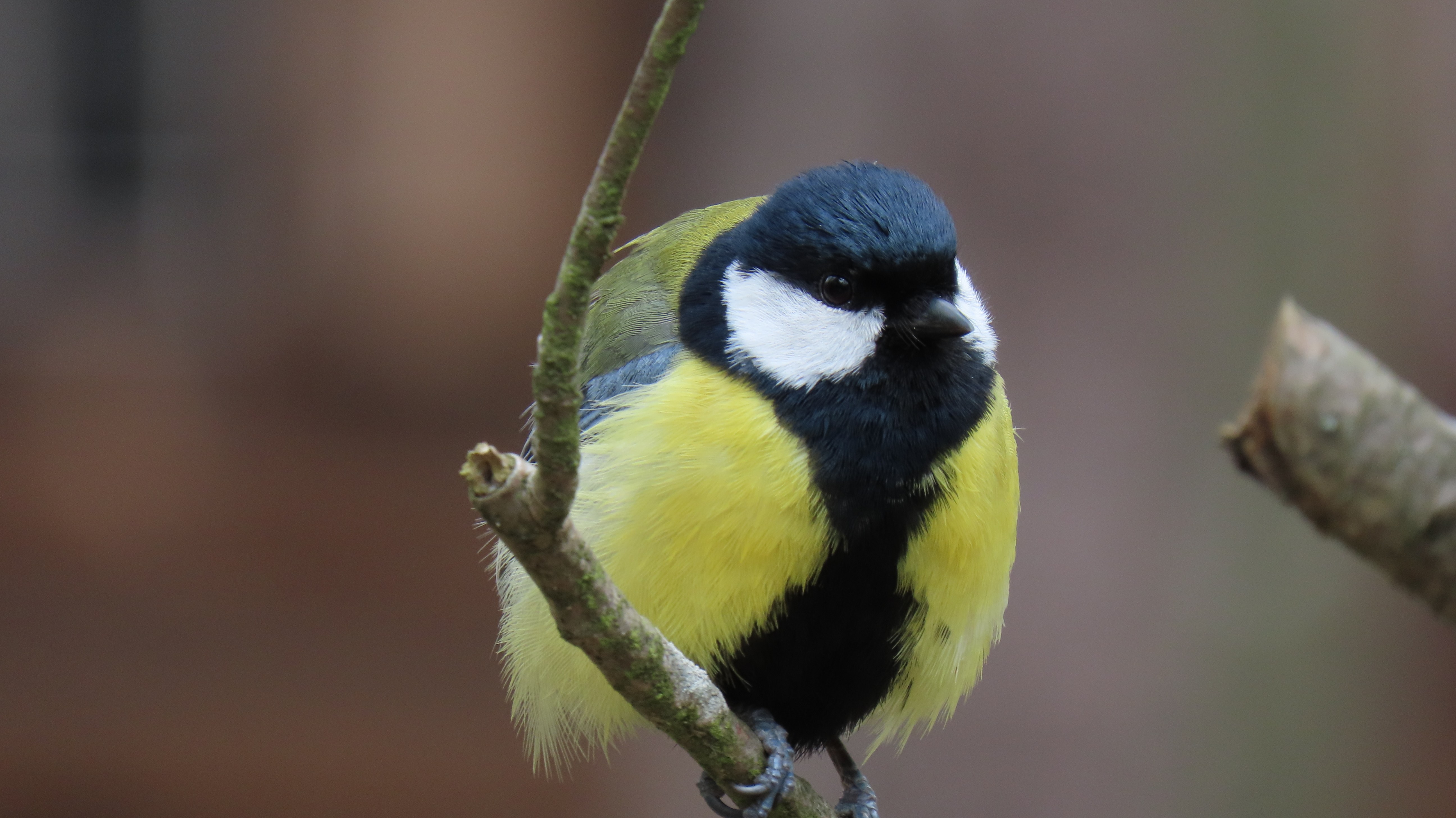 Talitiainen / Great Tit