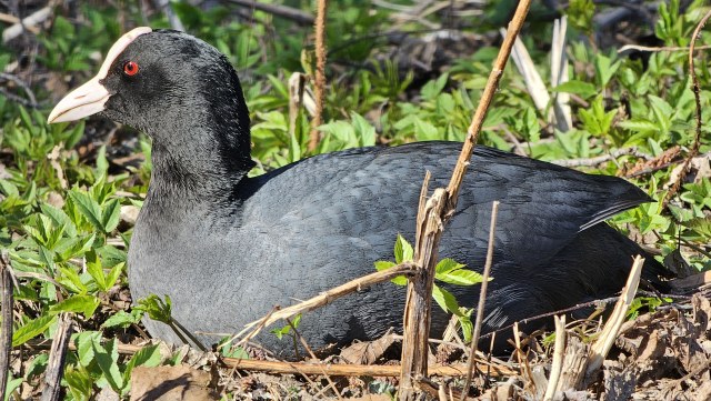 Nokikana / Eurasian Coot