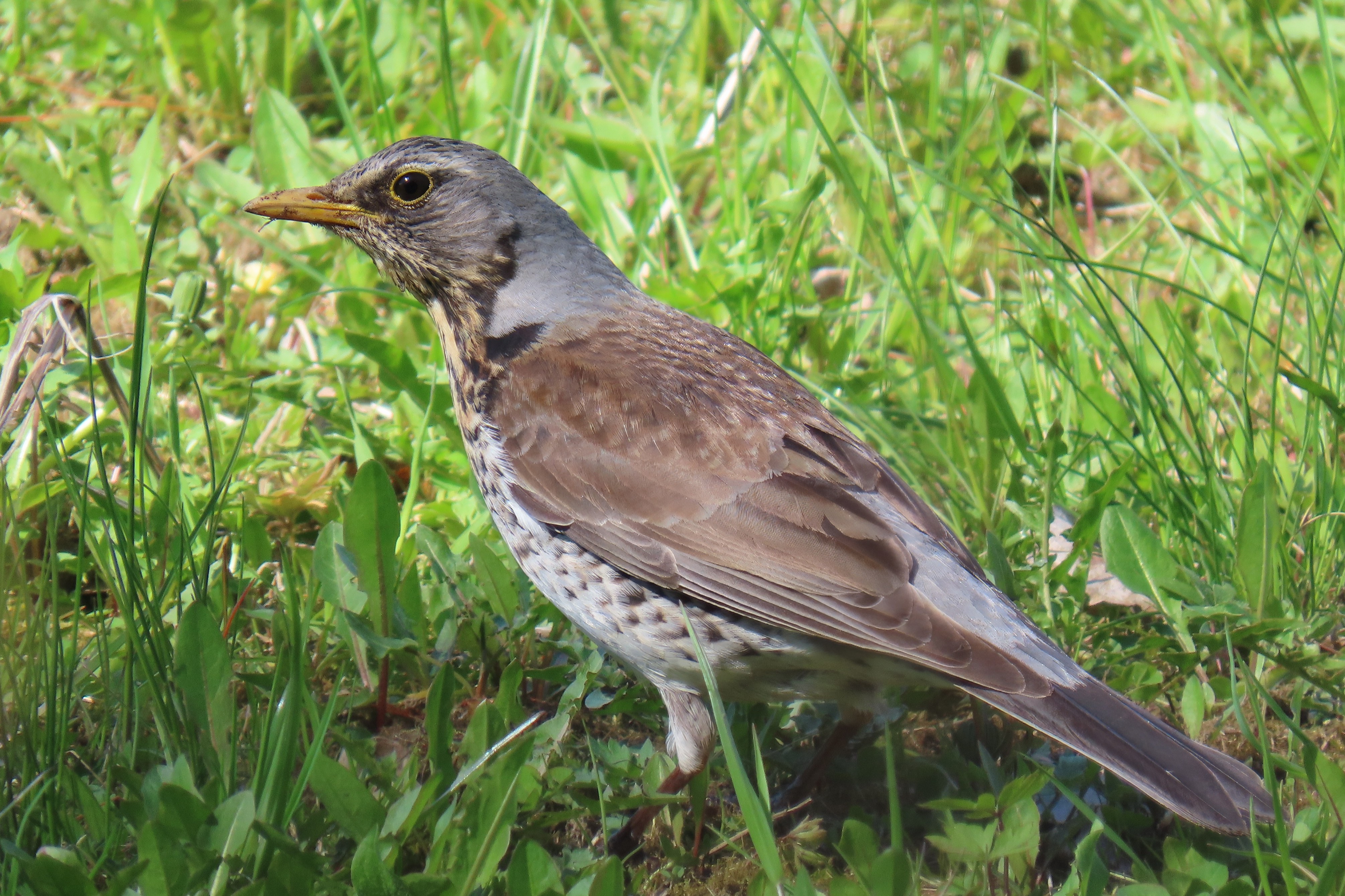 Räkättirastas / Fieldfare