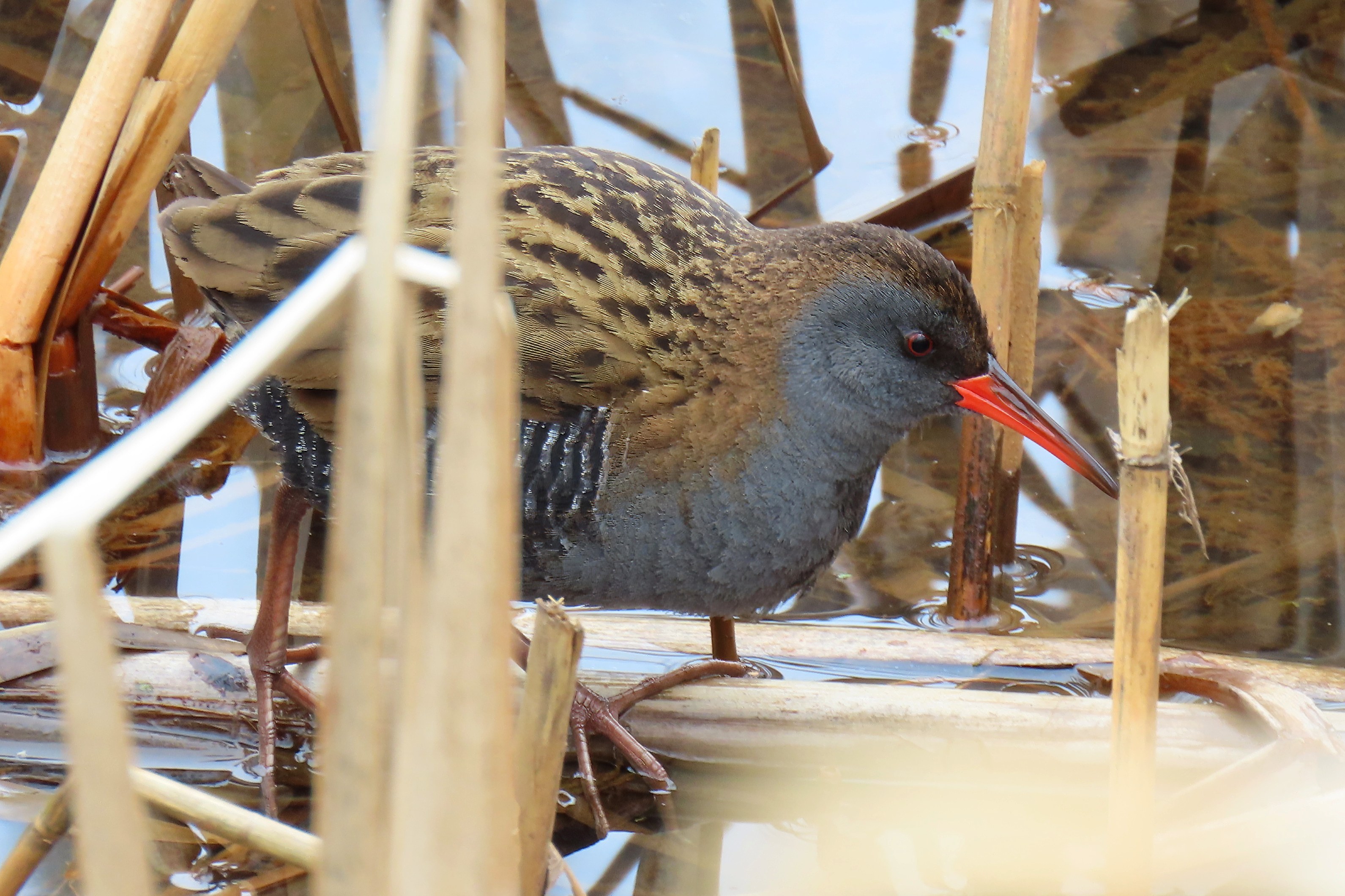 Luhtakana / Water Rail