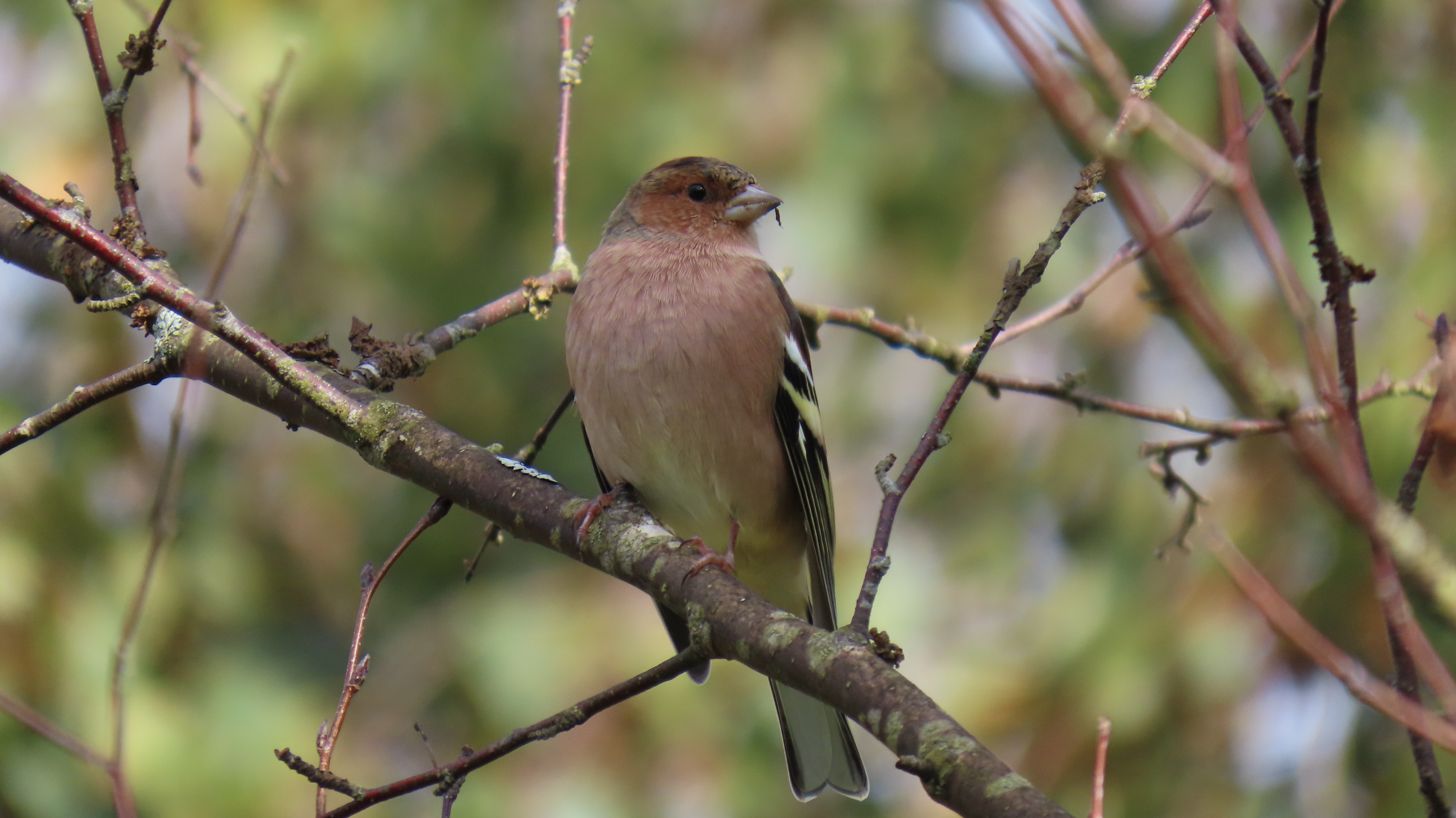 Peippo / Eurasian Chaffinch