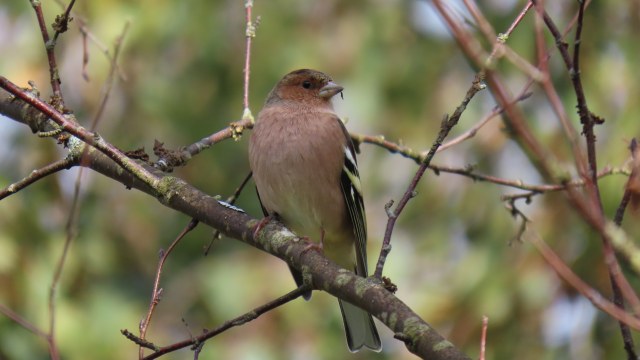 Peippo / Eurasian Chaffinch