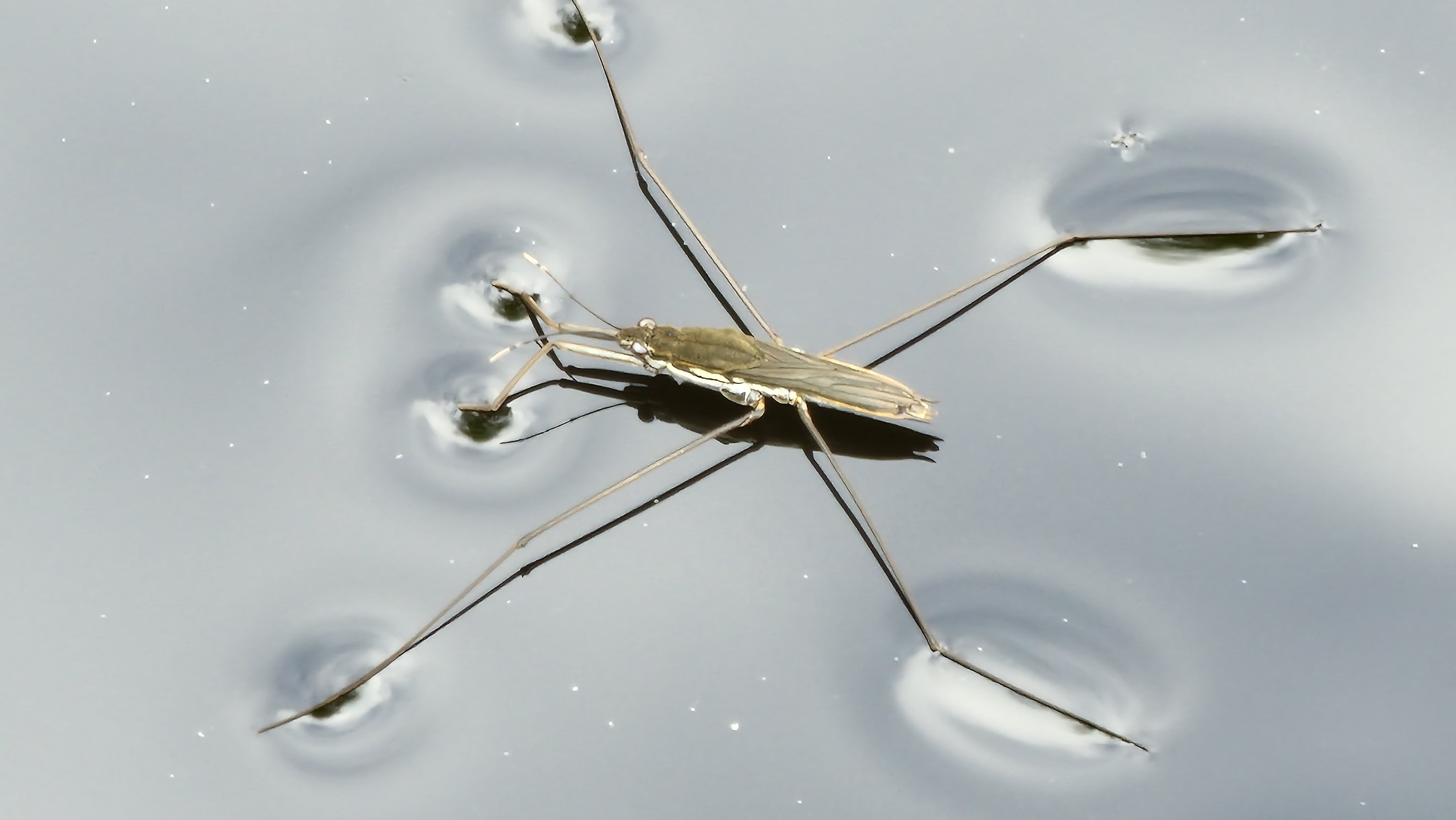 Vesimittari / Water Strider