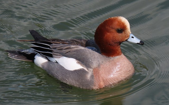Haapana / Eurasian Wigeon