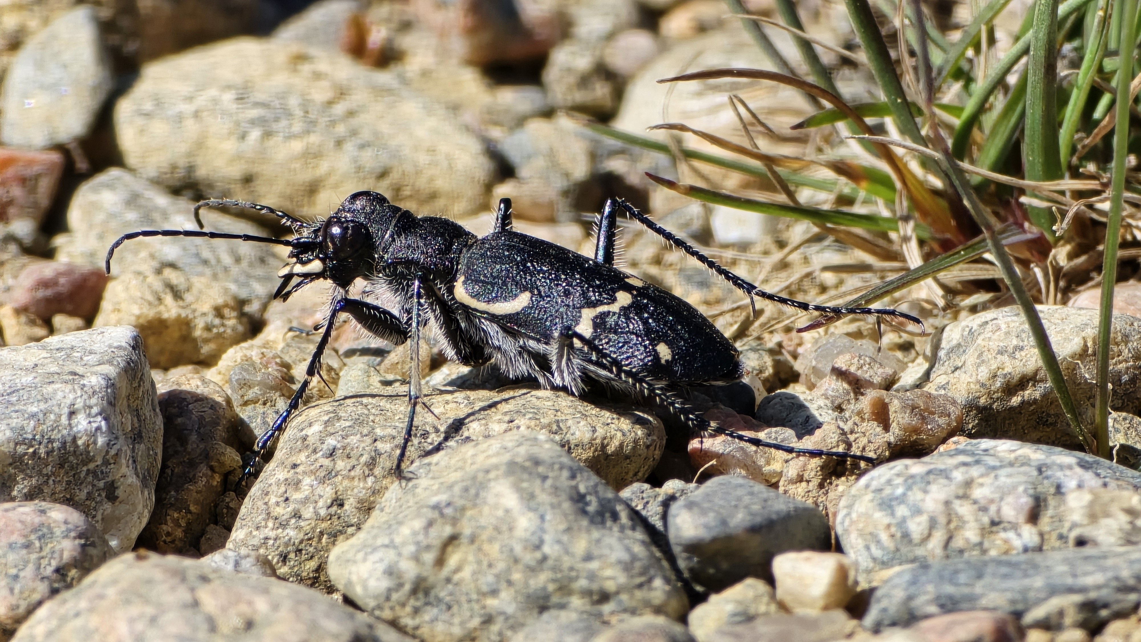 Nummikiitäjäinen / Wood Tiger Beetle