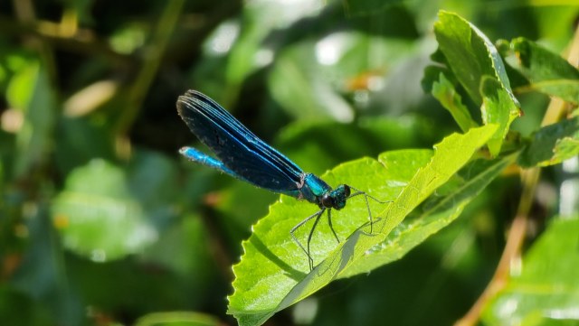 Neidonkorento / Beautiful Demoiselle