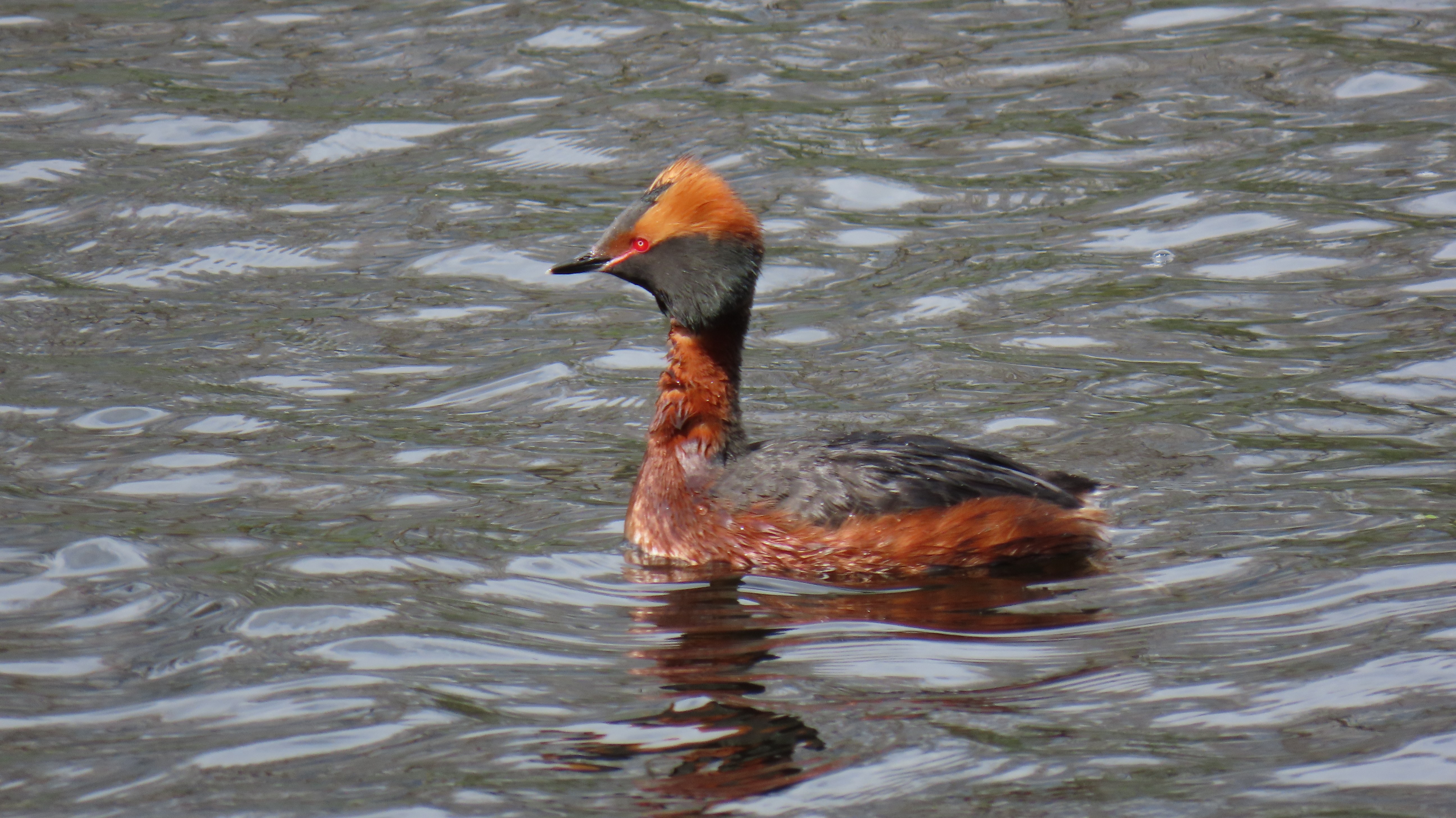 Mustakurkku-uikku / Horned Grebe