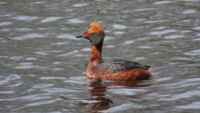 Mustakurkku-uikku / Horned Grebe