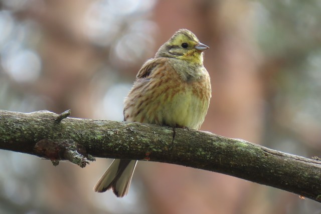 Keltasirkku / Yellowhammer