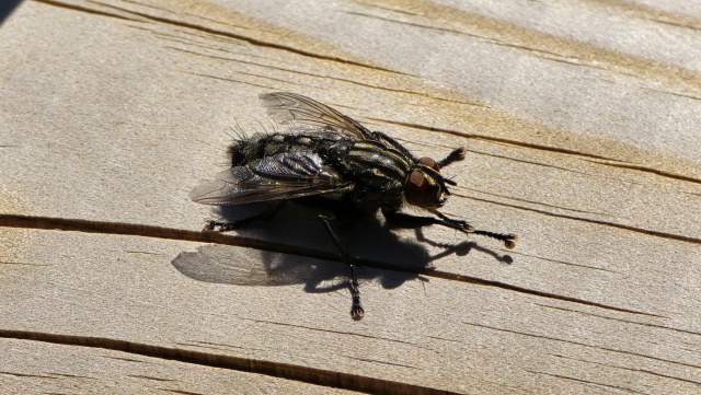 Ruutukärpänen / Sarcophaga