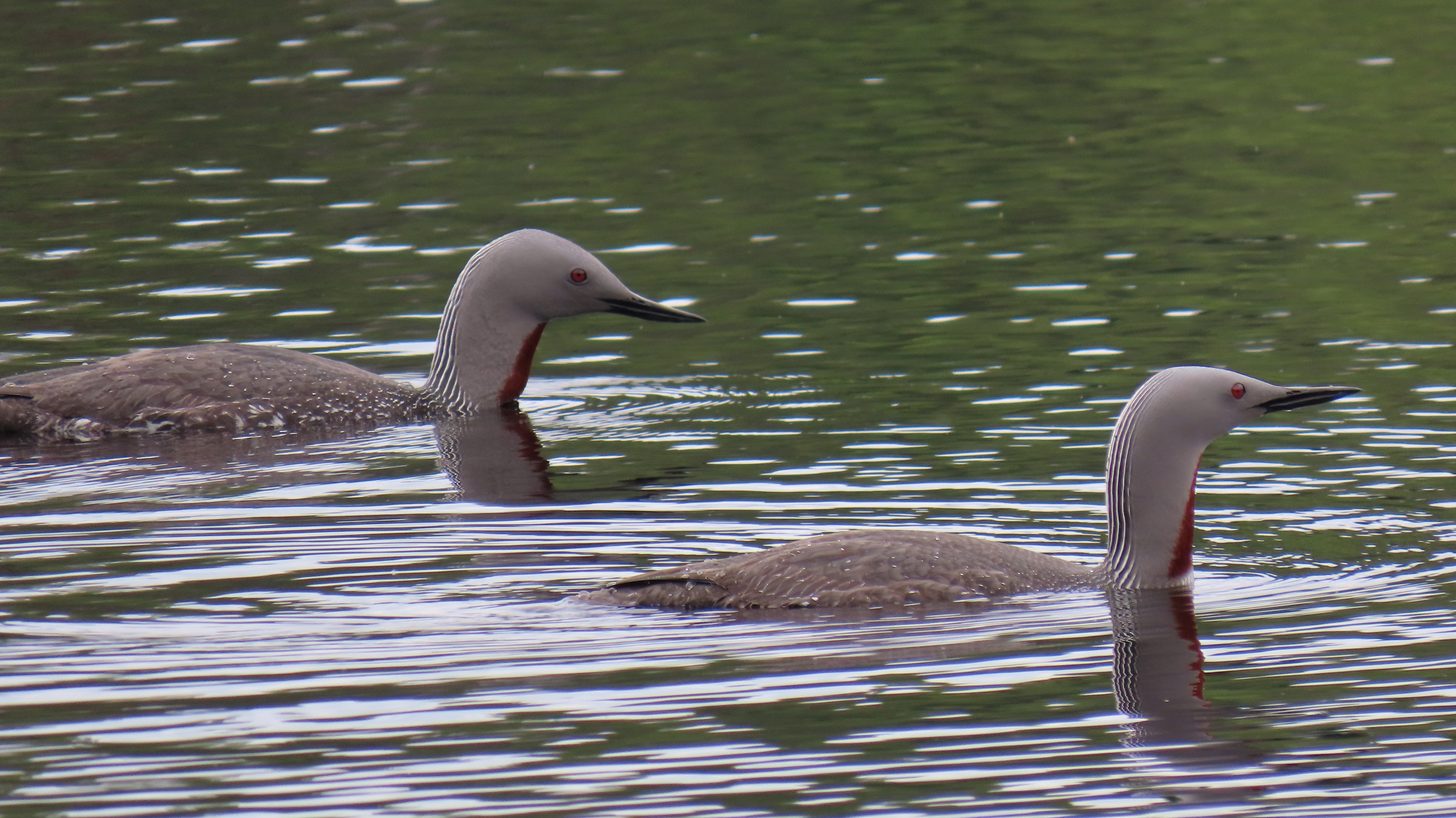 Kaakkuri / Red-throated Loon