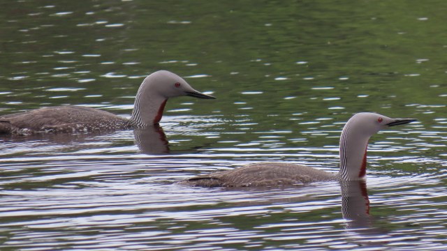Kaakkuri / Red-throated Loon