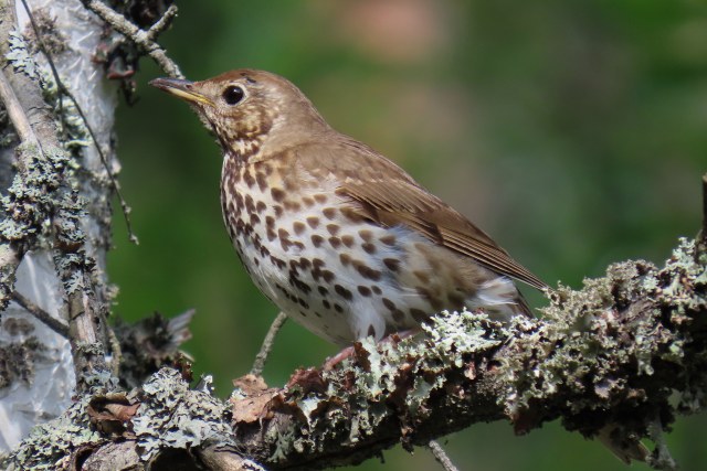 Laulurastas / Song Thrush