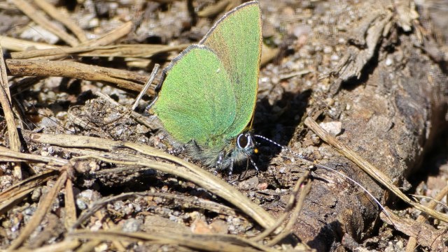 Kangasperhonen / Green Hairstreak