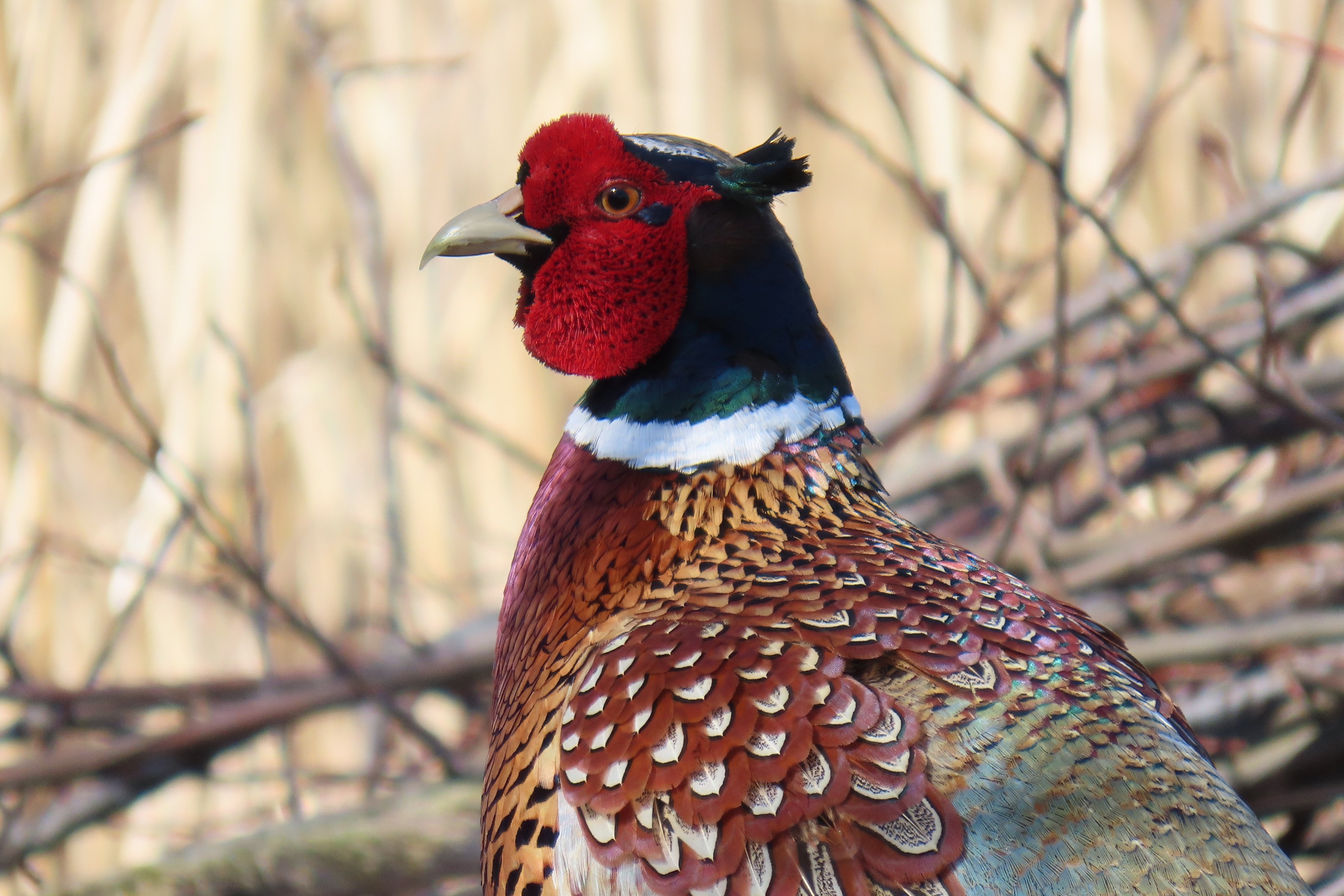 Fasaani / Common Pheasant