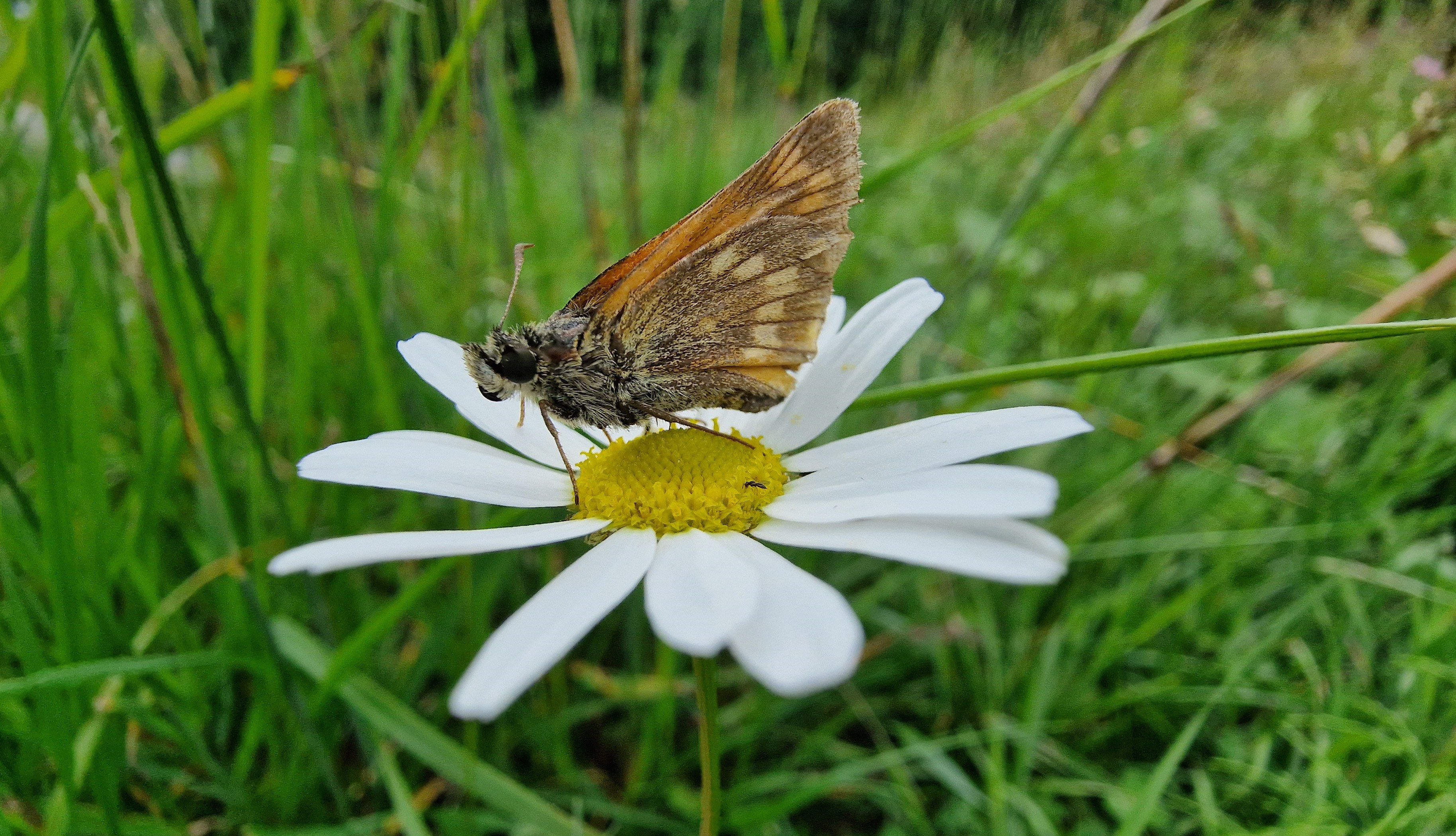 Piippopaksupää / Large skipper