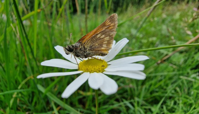 Piippopaksupää / Large skipper