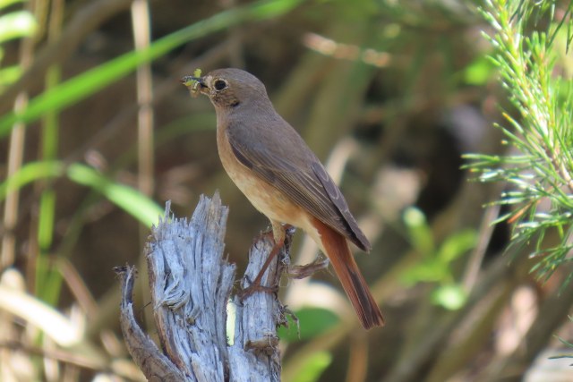 Leppälintu / Common Redstart