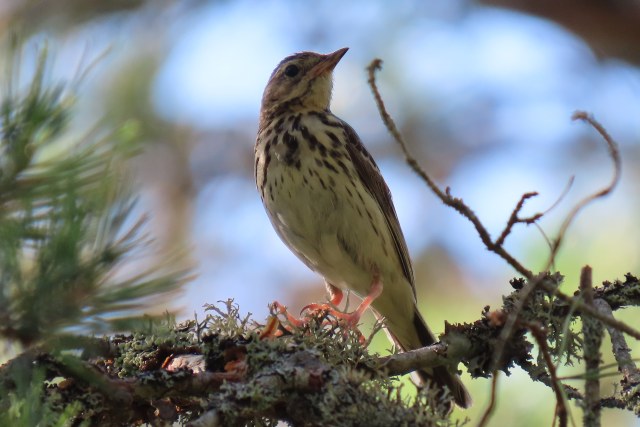 Metsäkirvinen / Tree Pipit
